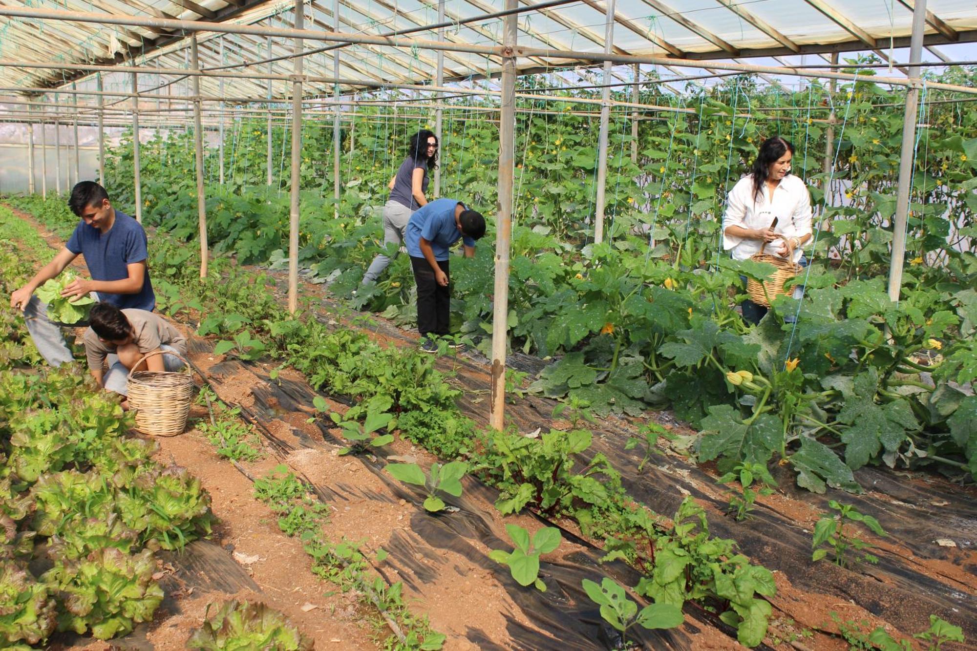 Agrotourism Traditional Apostoli