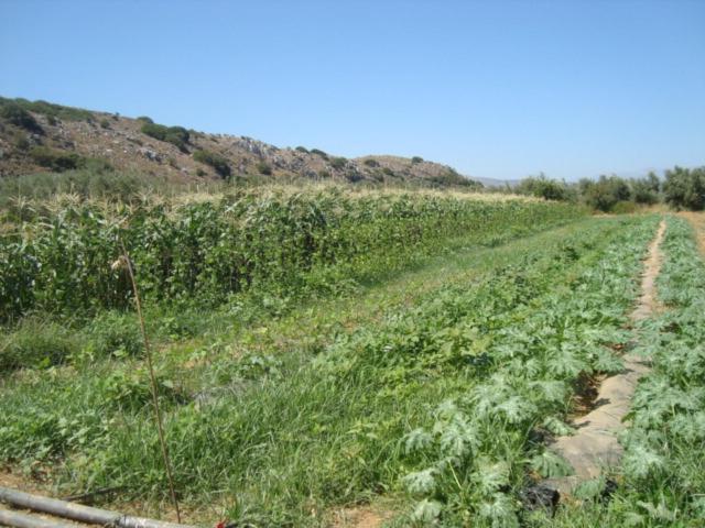 Agrotourism Traditional Apartment Apostoli